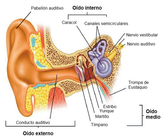 Imagen del oído interno