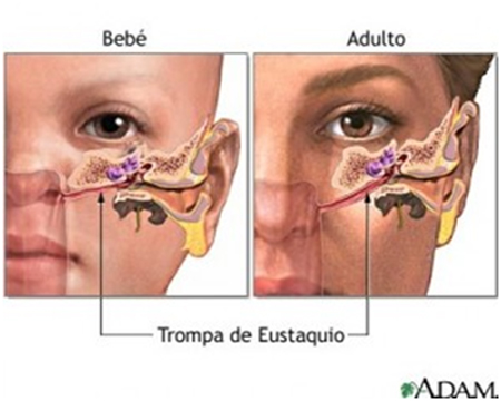 Trompa de Eustaquio en bebés y adultos