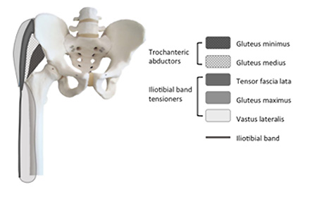 Anatomía del glúteo medio y menor